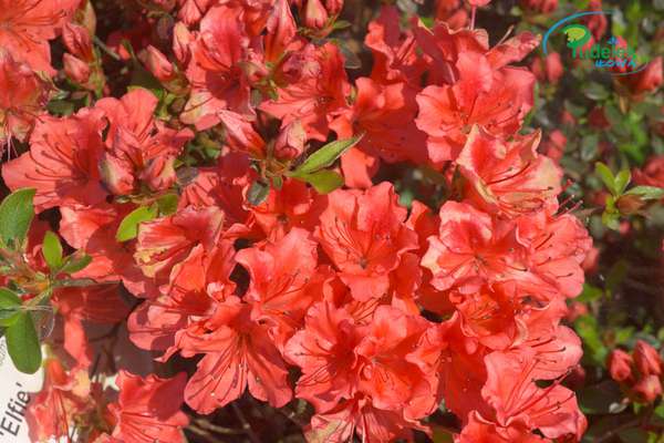 Azalia japońska Squirrell